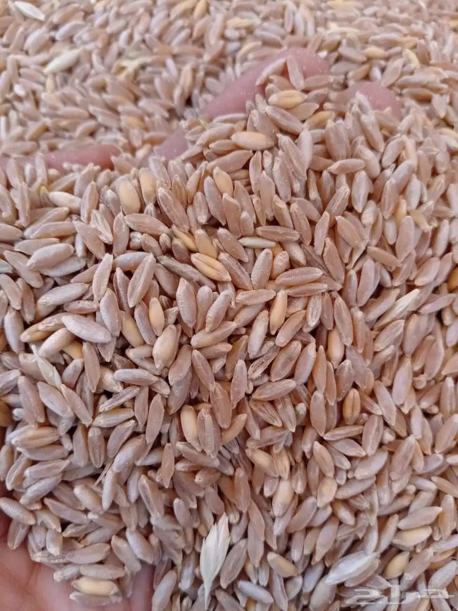 بر قياض 2