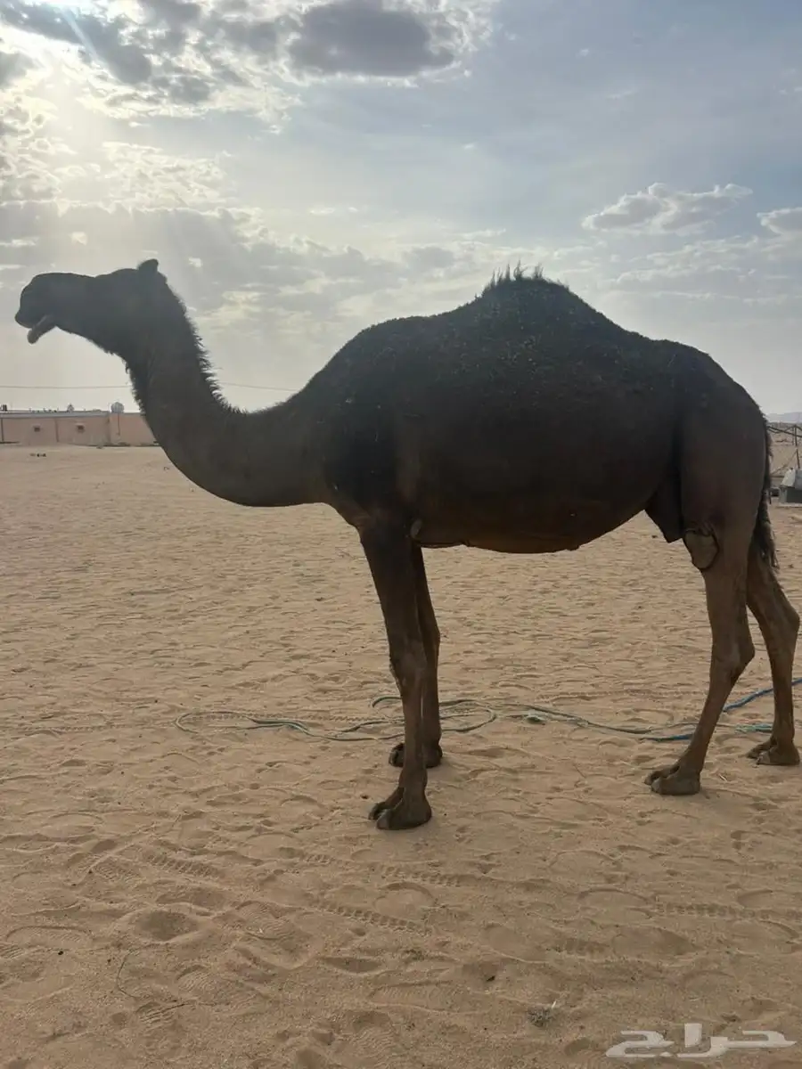 القحه للبيع 1