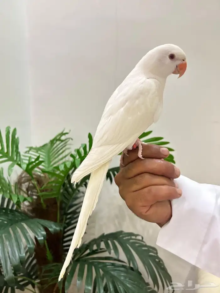 ببغاء دره تصنيف اينو نوادر عيون حمراء هدد داخلي خارجي شرط 2