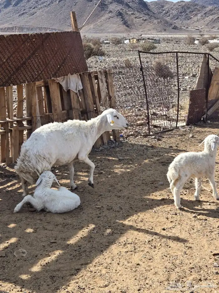 نعجه تحتها 2 0