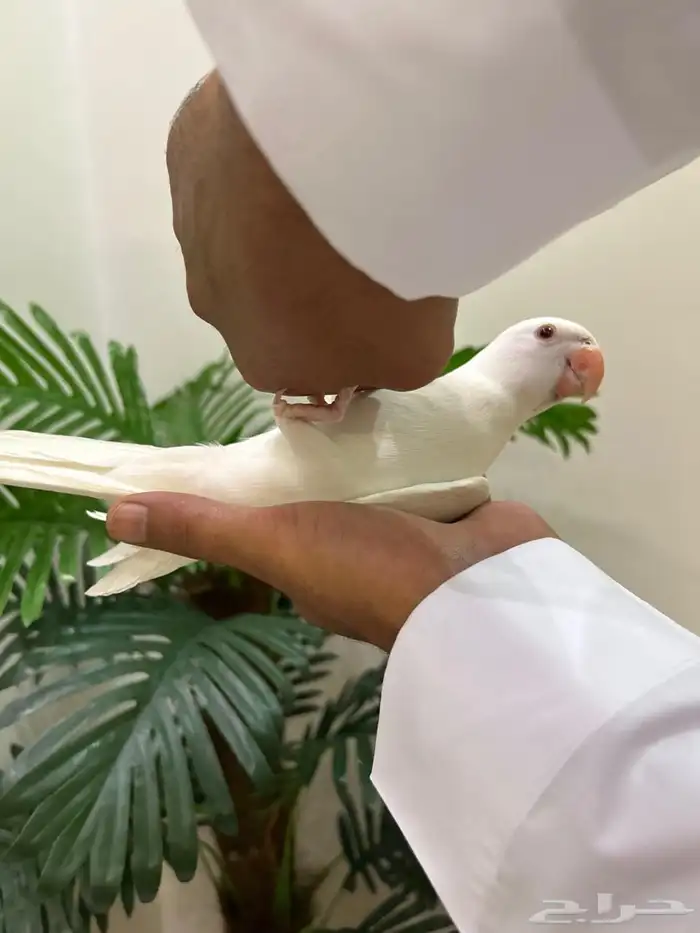 ببغاء دره تصنيف اينو نوادر عيون حمراء هدد داخلي خارجي شرط 3