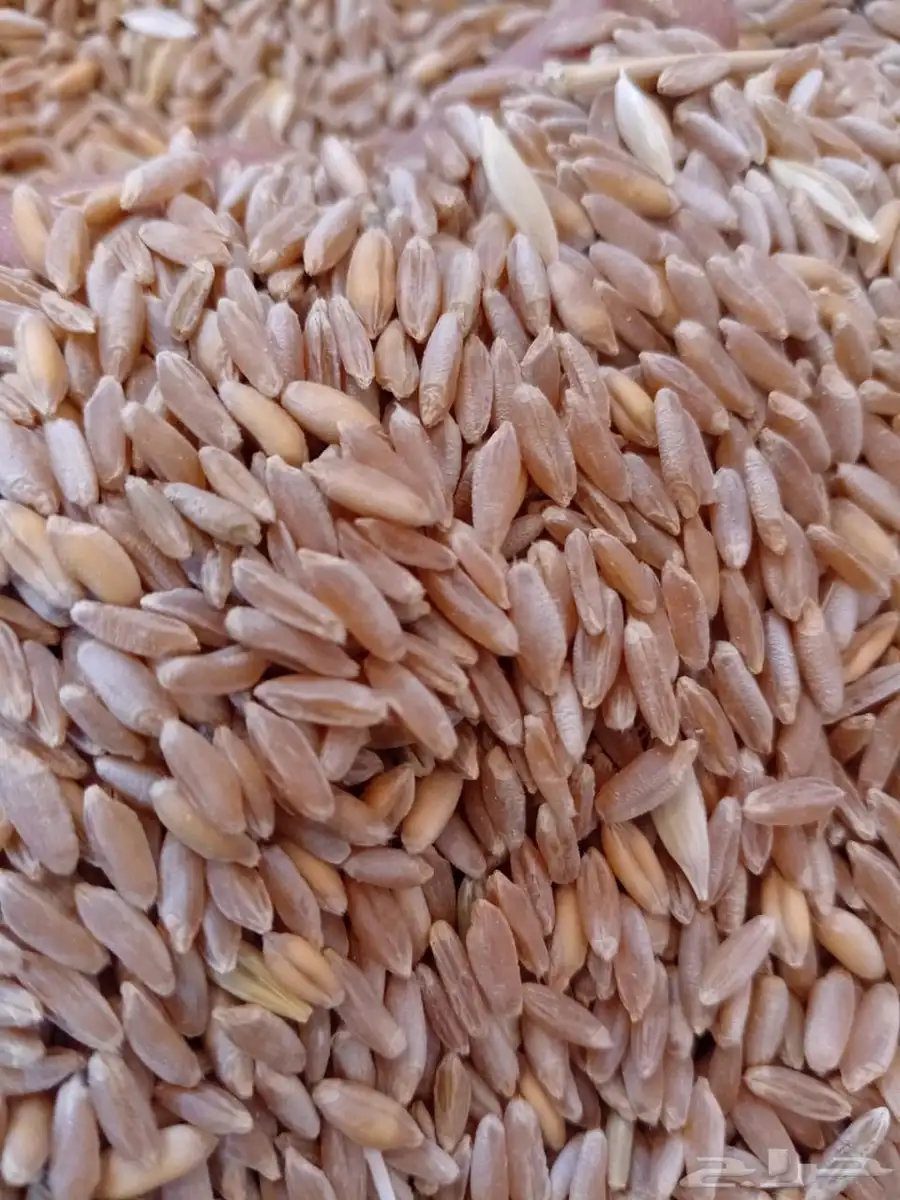 بر قياض 1