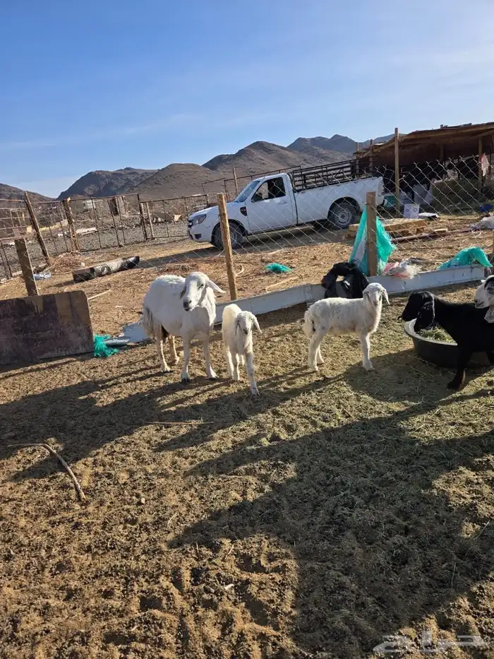 نعجه تحتها 2 2