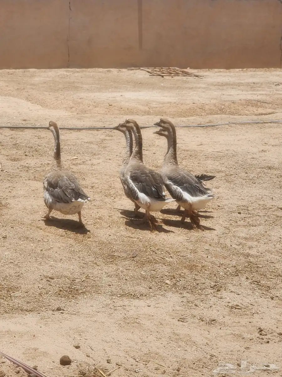 وز عراقي 5