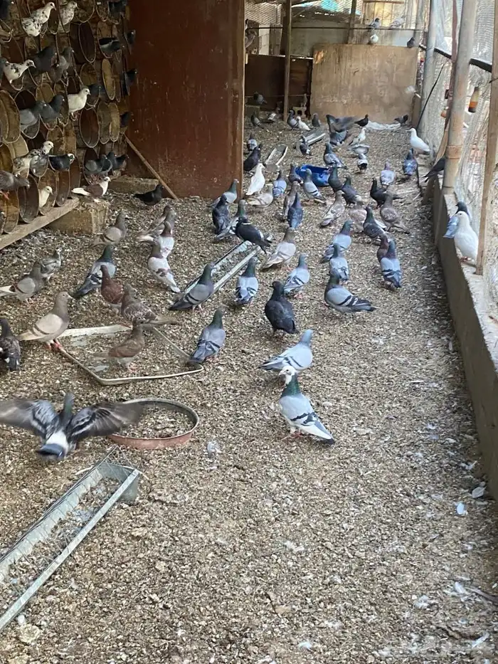 حمام للبيع 4