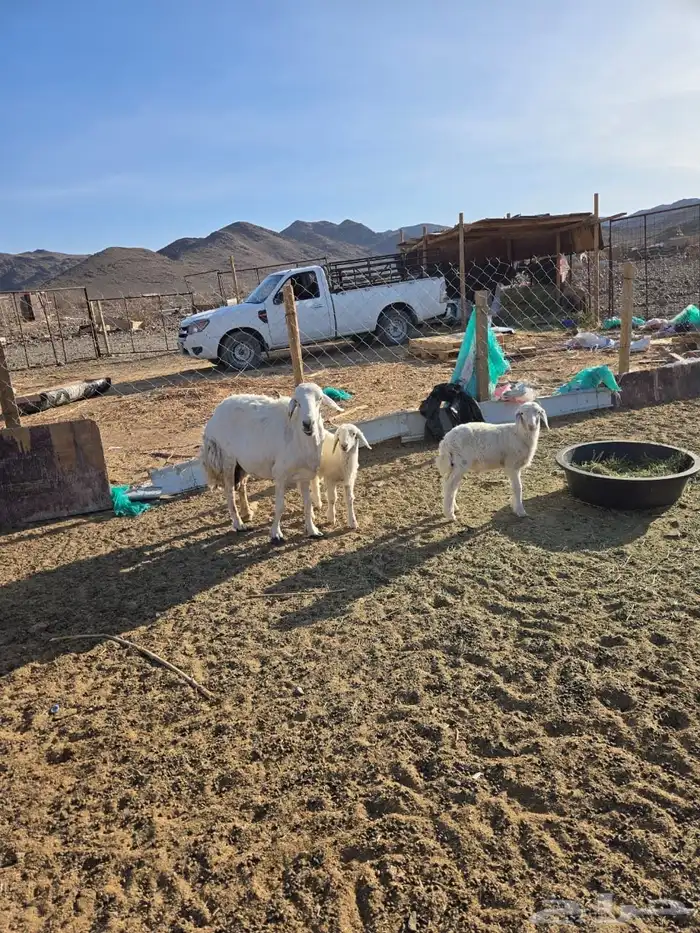 نعجه تحتها 2 1