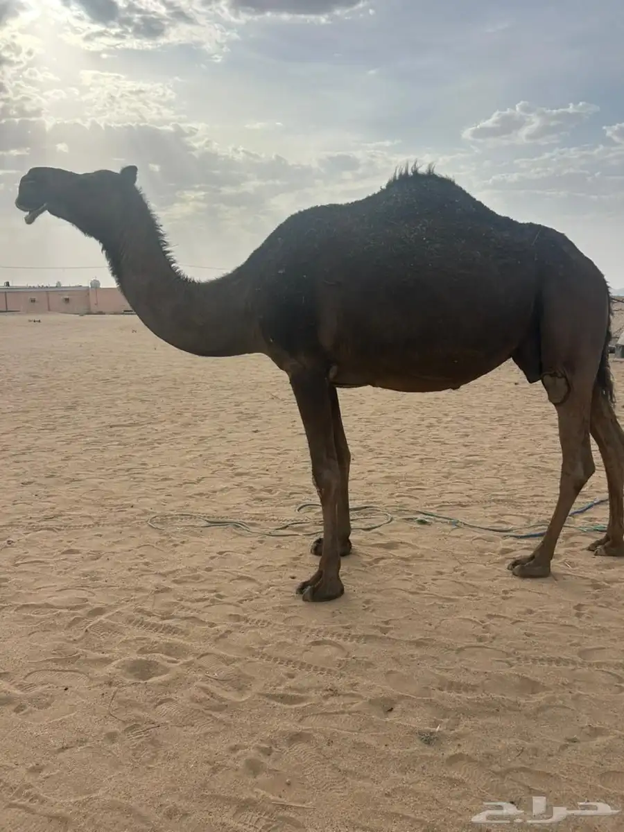 القحه للبيع 0