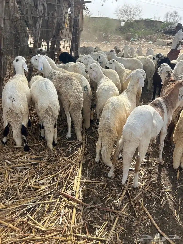 خرفان سواكني للأفراح والمناسبات 2