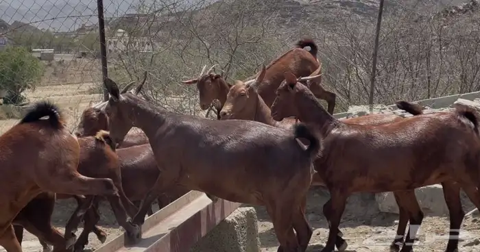 معزا دهم صنف ماشاء الله تم البيع 3
