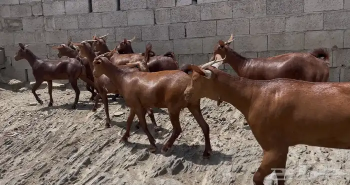 معزا دهم صنف ماشاء الله تم البيع 4