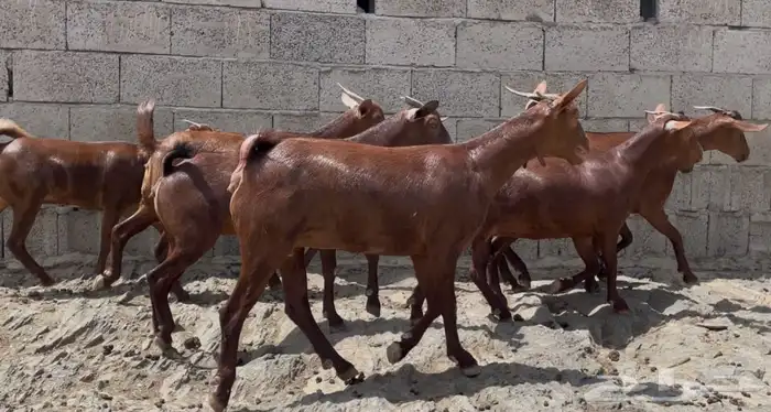 معزا دهم صنف ماشاء الله تم البيع 2