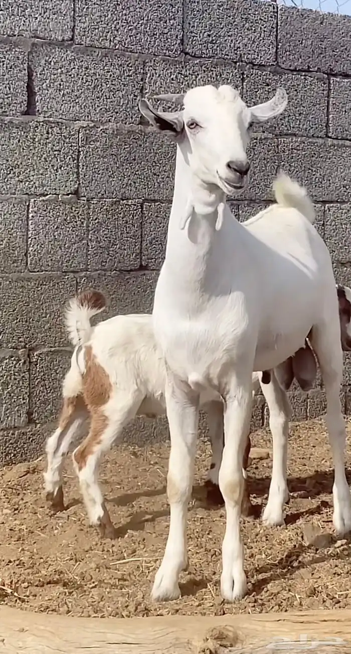 مشاريع فحول بيشيات 2