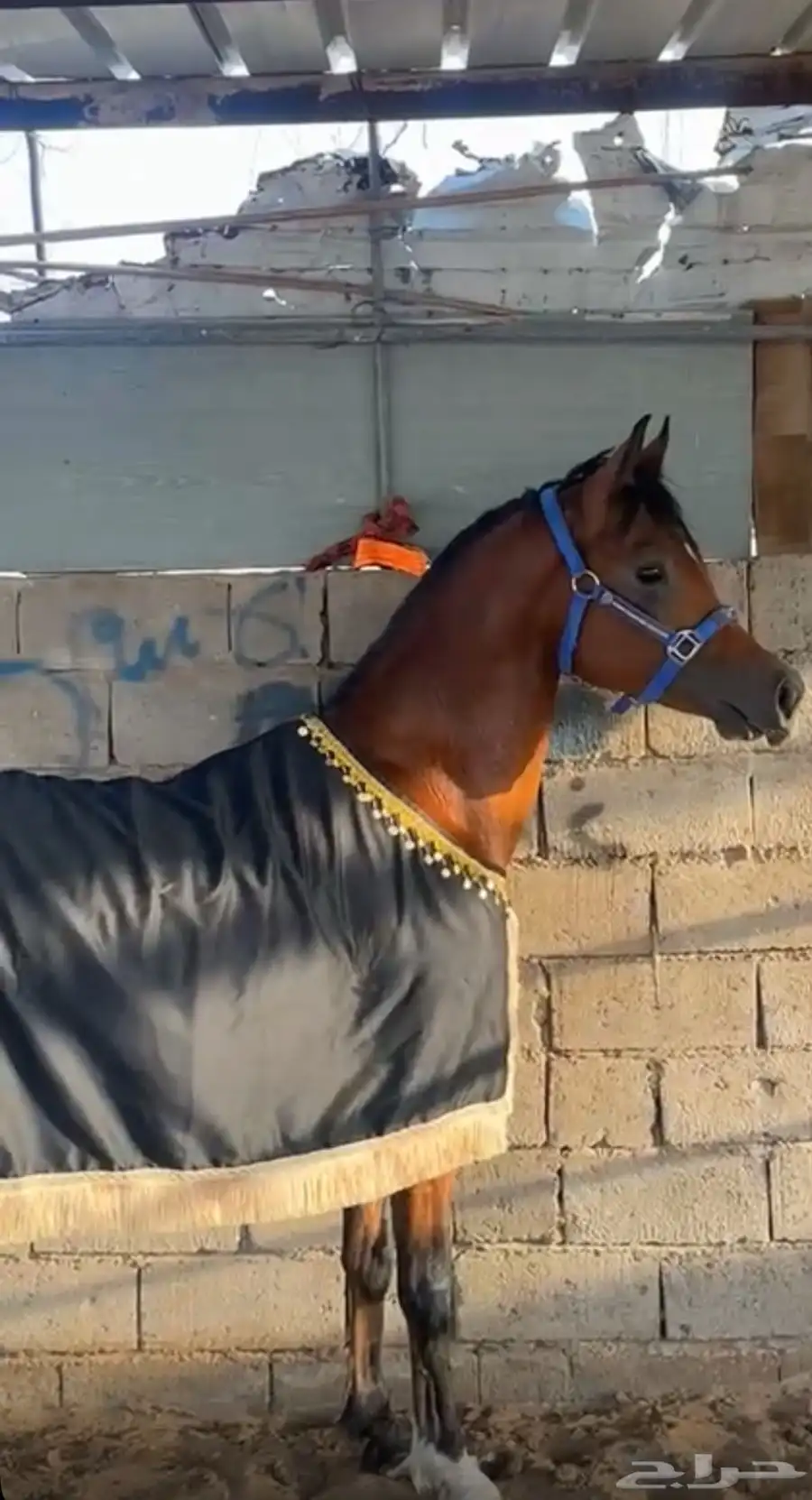 حصان شعبي 0