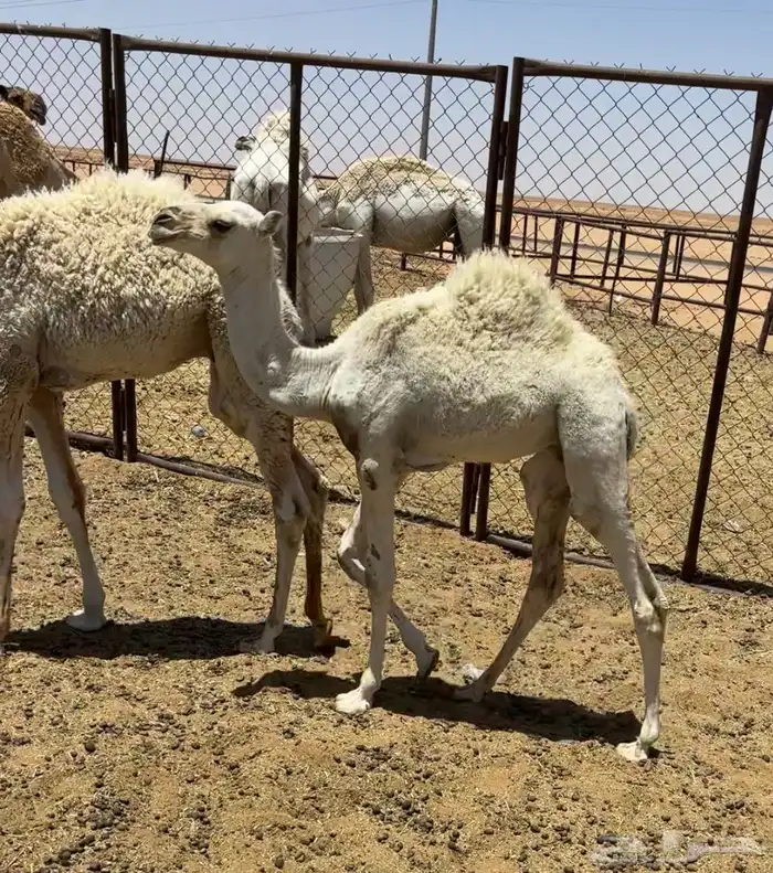 عشاير طيبات 5