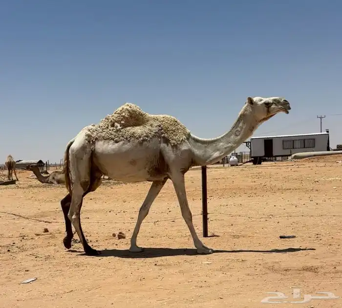 عشاير طيبات 2