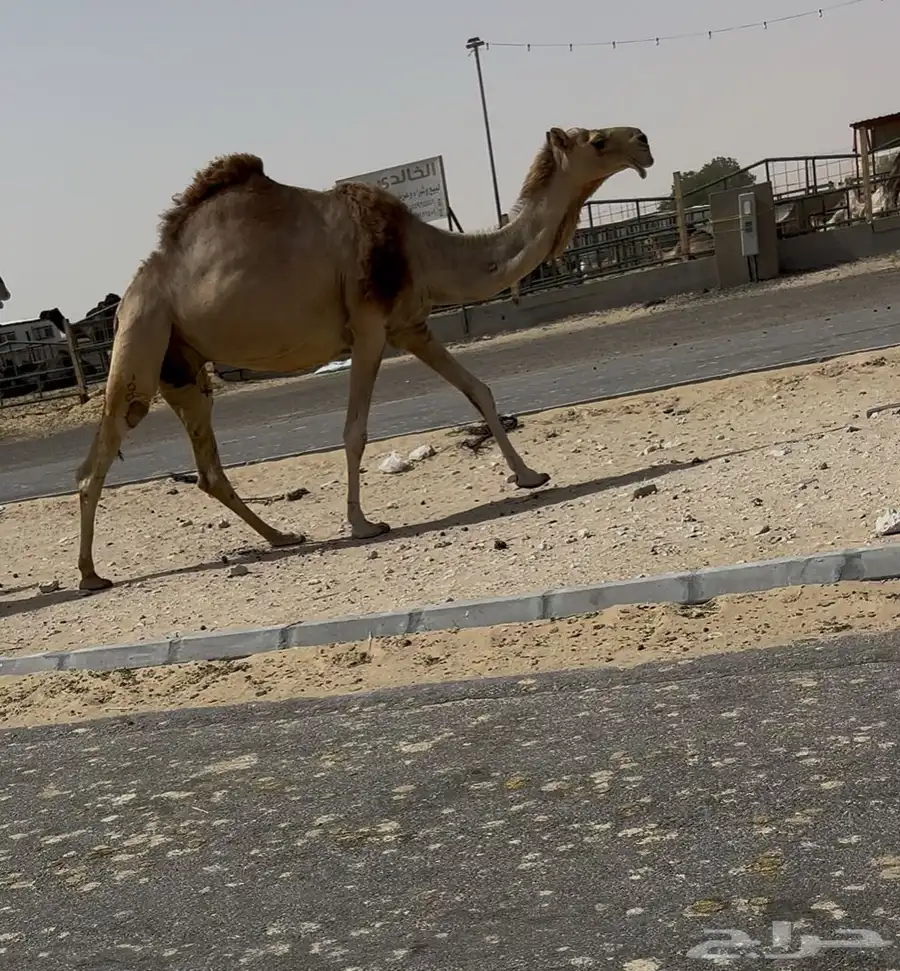 4نياق 4