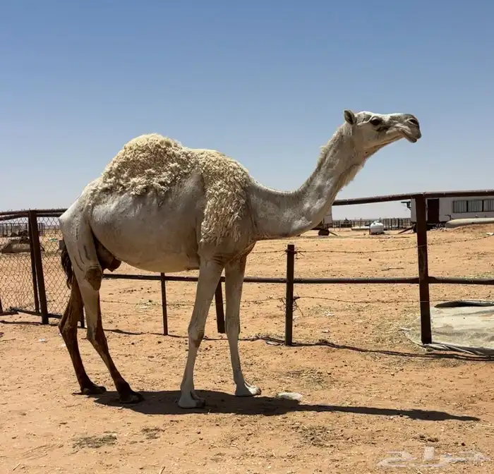 عشاير طيبات 6