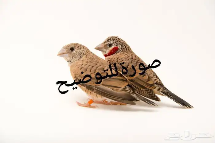ازواج فينش المذبوح في الجبيل 1