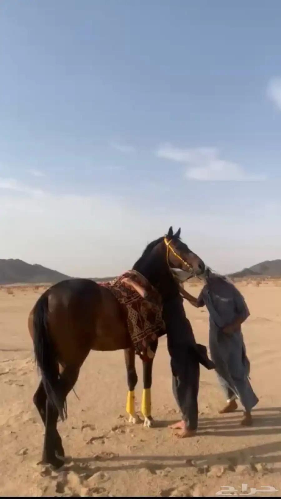 حصان كفو للبيع 2