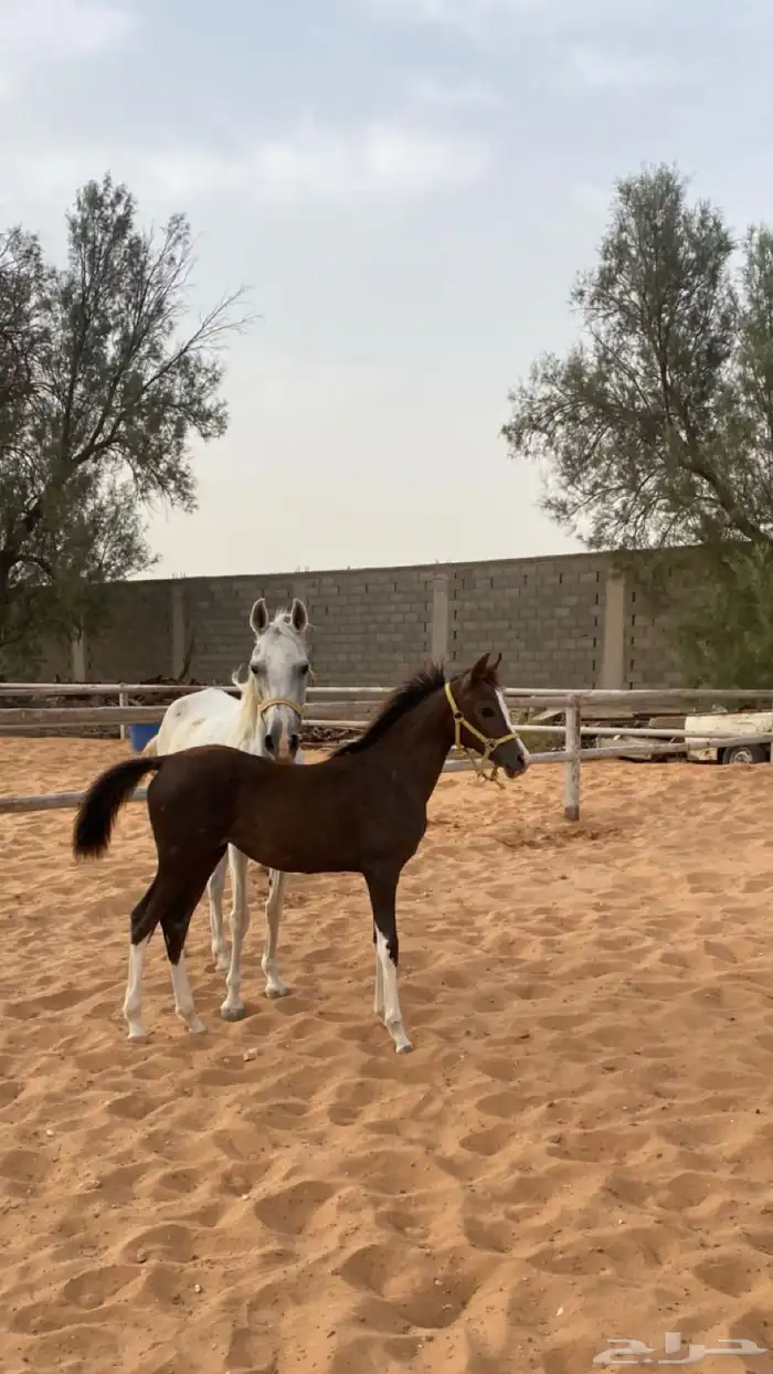 مطلوب مهره واهو كفو اللي يخبر لا يبخل 0
