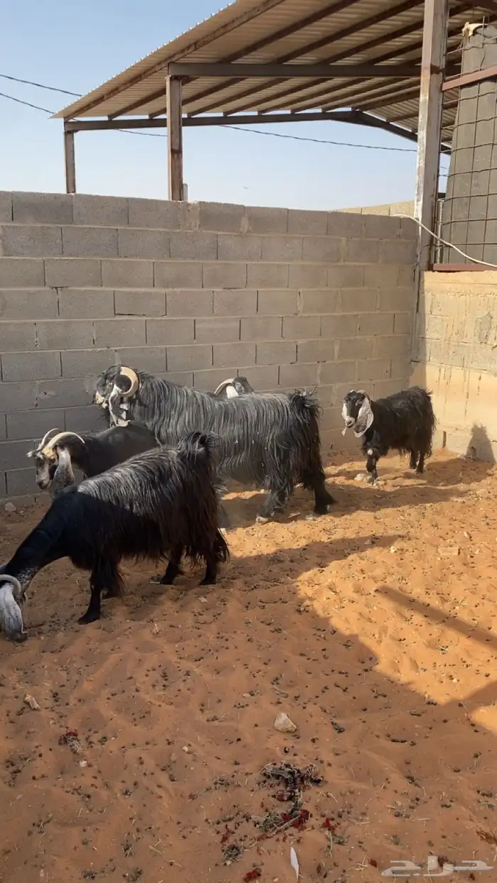 البيع معزا عوارض مقرعات وواحده دافع لها شهرين 0
