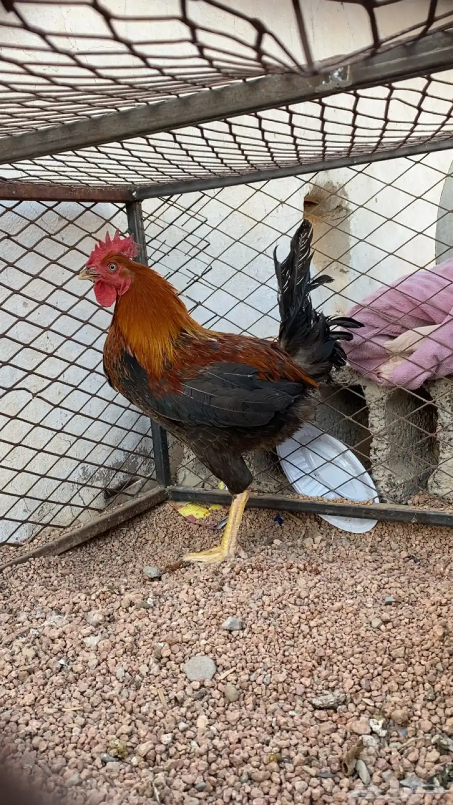 ديك ترثه 1
