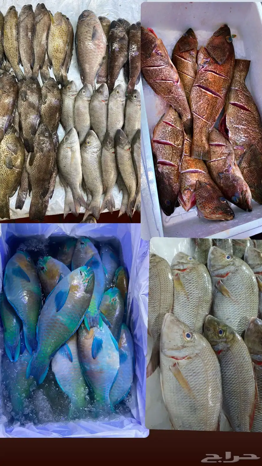 سمك 3