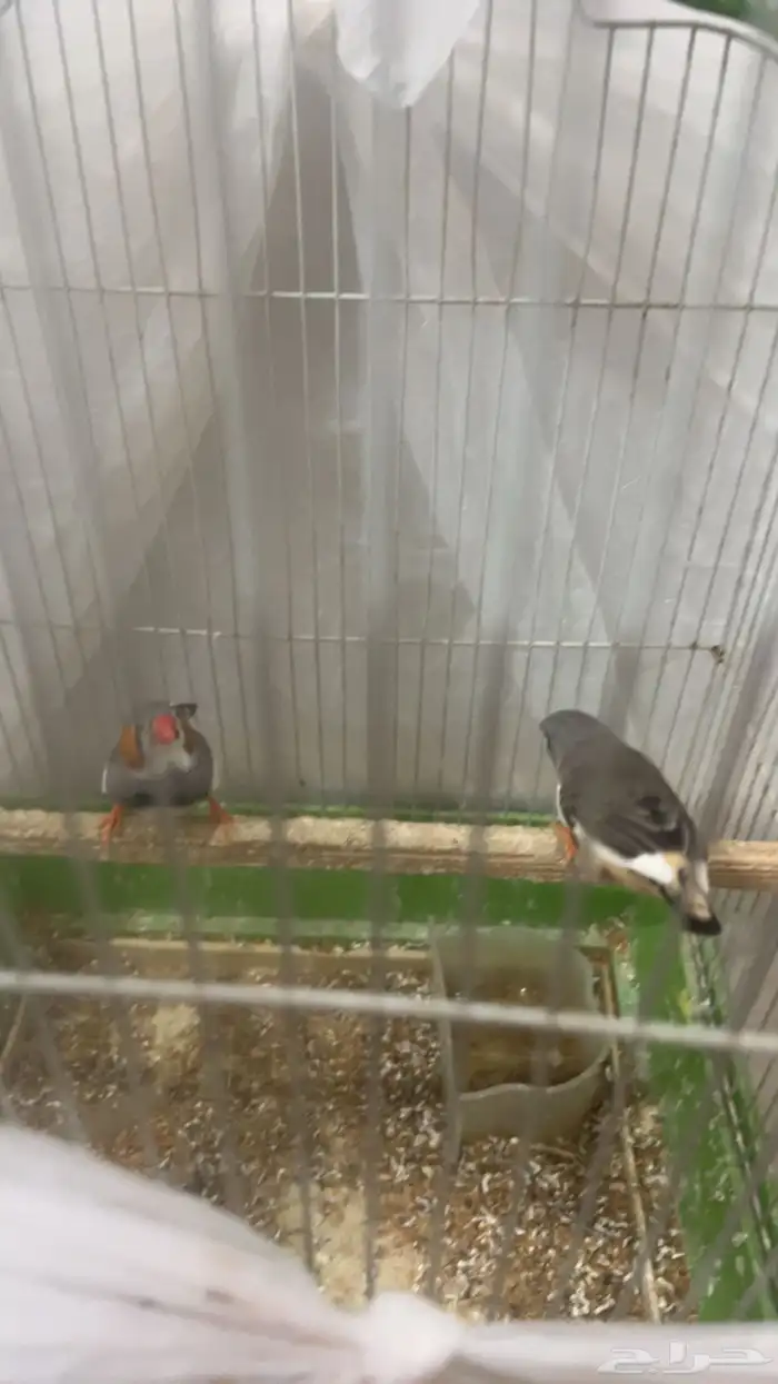 عصفورالحب واحد وعصفوران نوع اخرزيبرا 2