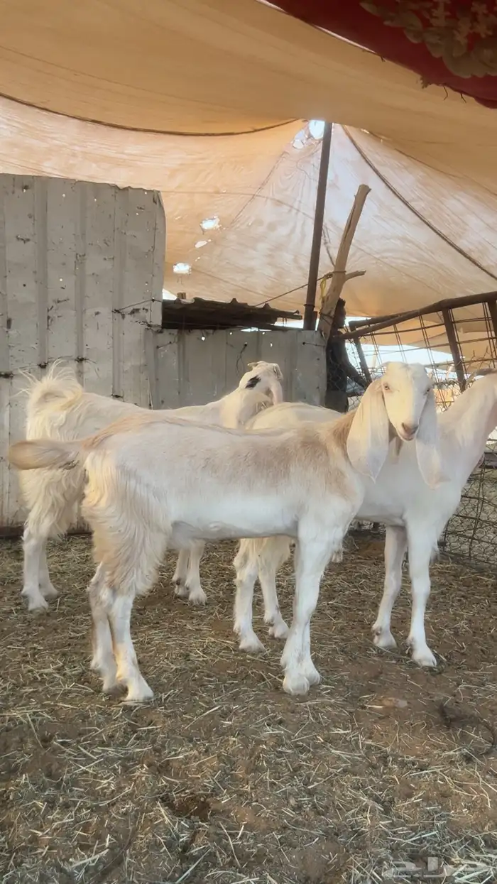 معزا جمدات للبيع 3