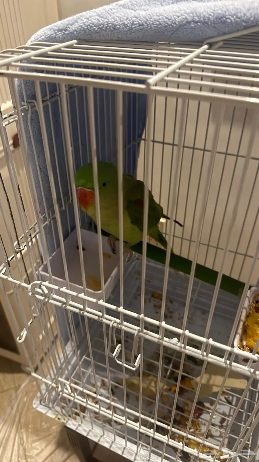 طير دره نيبالي 1