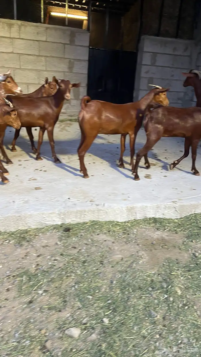 معزا دهم صنف عدد 11 ( تم البيع ) 2