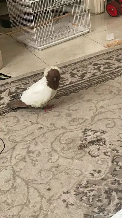 جوز حمام ذكر وأنثى صحه جيده خاليه من الأمراض منتجه 4