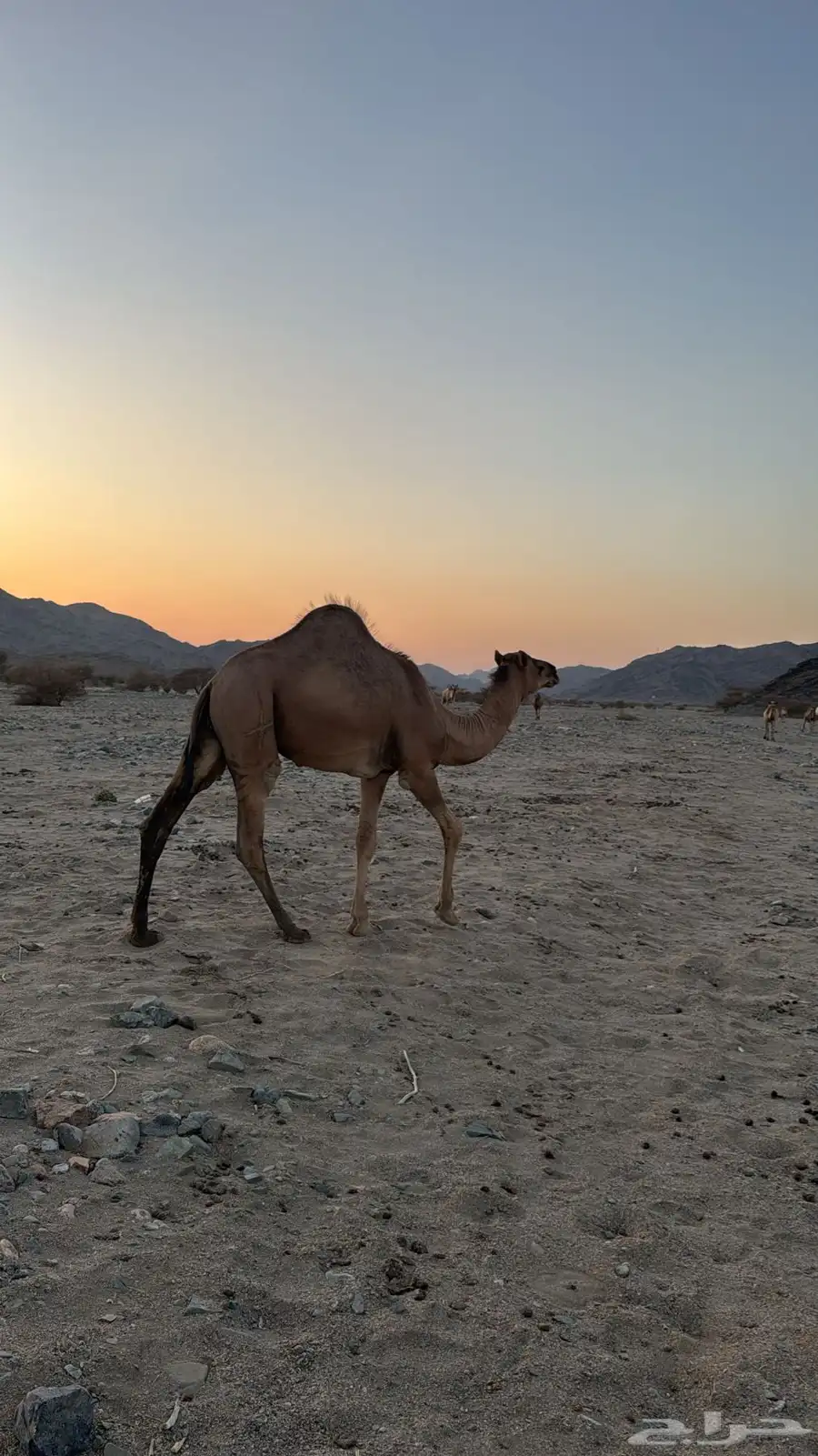 ابل ناقتين ناقه لقح ومعها قعودها وناقه خلفه معها حاشيها 3