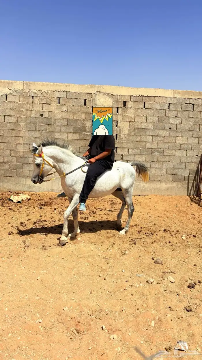 حصان شعبي وابوه واهو 1
