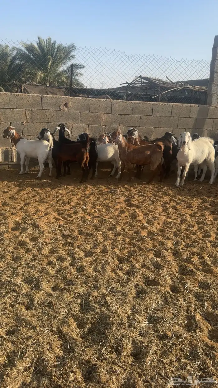 تيوس وجفار 0