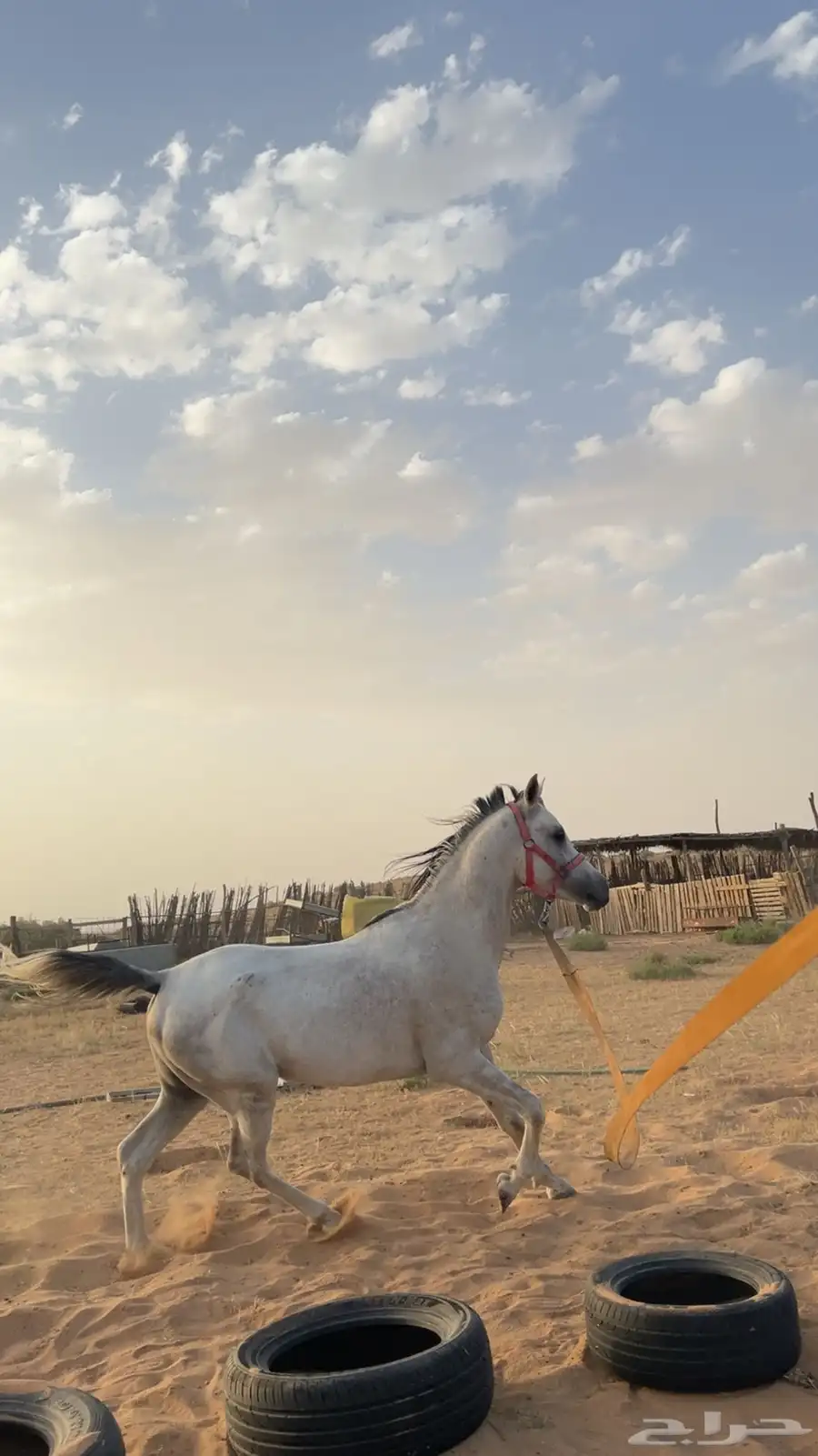 حصان واهو شيخ 6