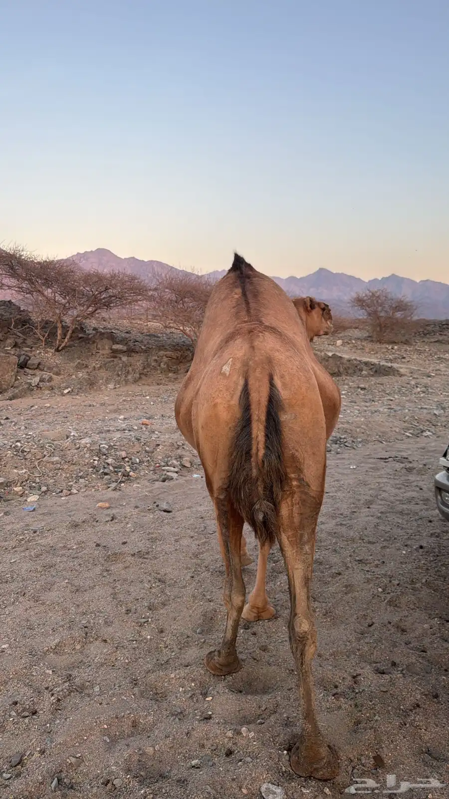 ابل ناقتين ناقه لقح ومعها قعودها وناقه خلفه معها حاشيها 2