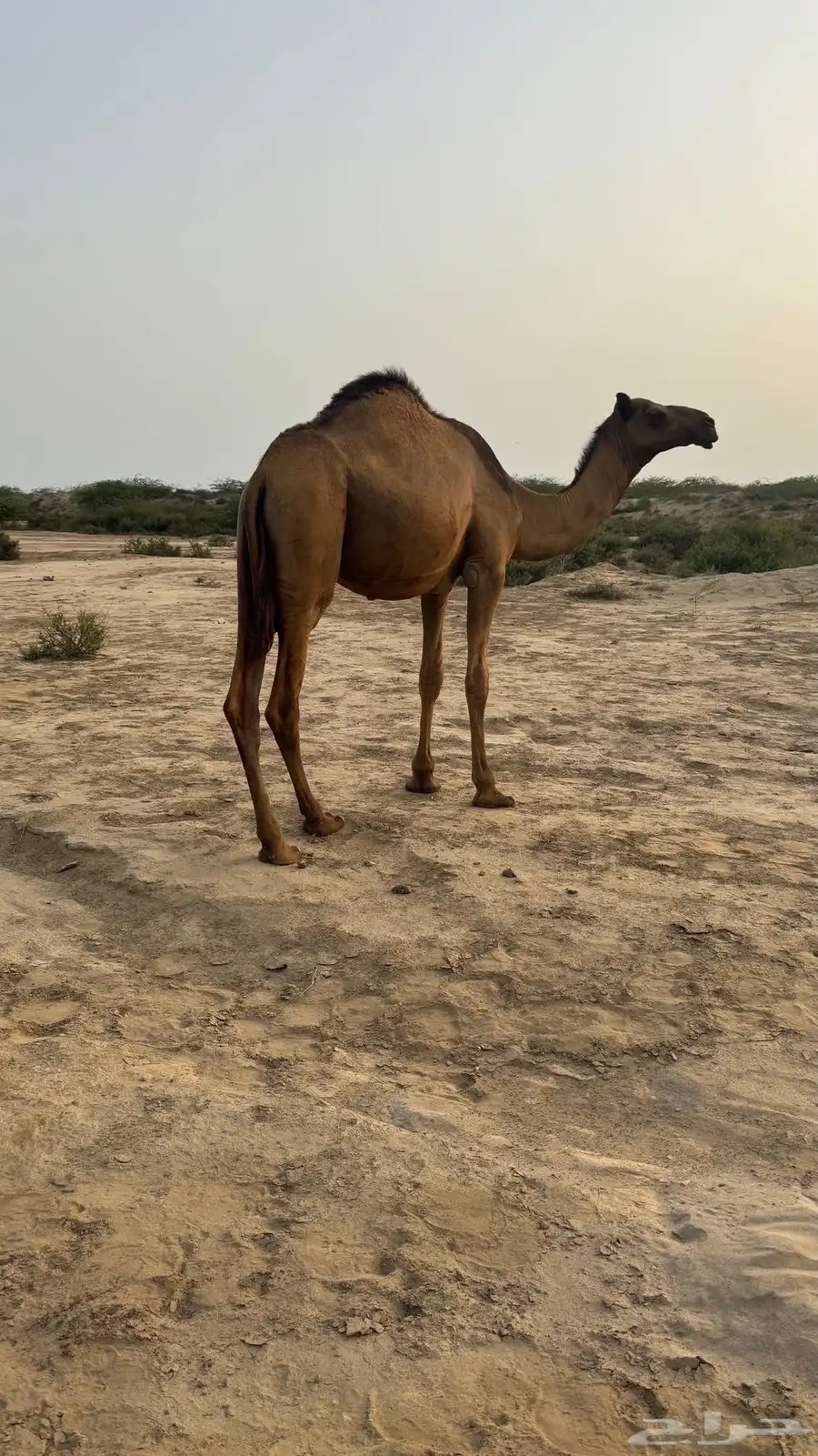 قعود للبيع 2