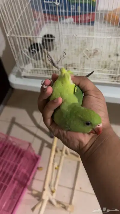 فرخ ييغاء دره مفطوم اليف وهدد ومايعرف العض حمامه 2