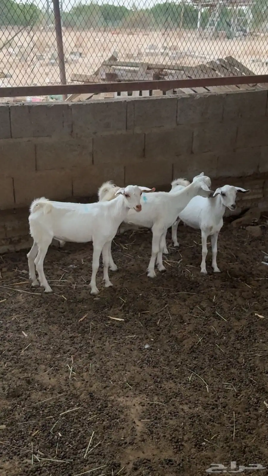 3 تيس للبيع 0