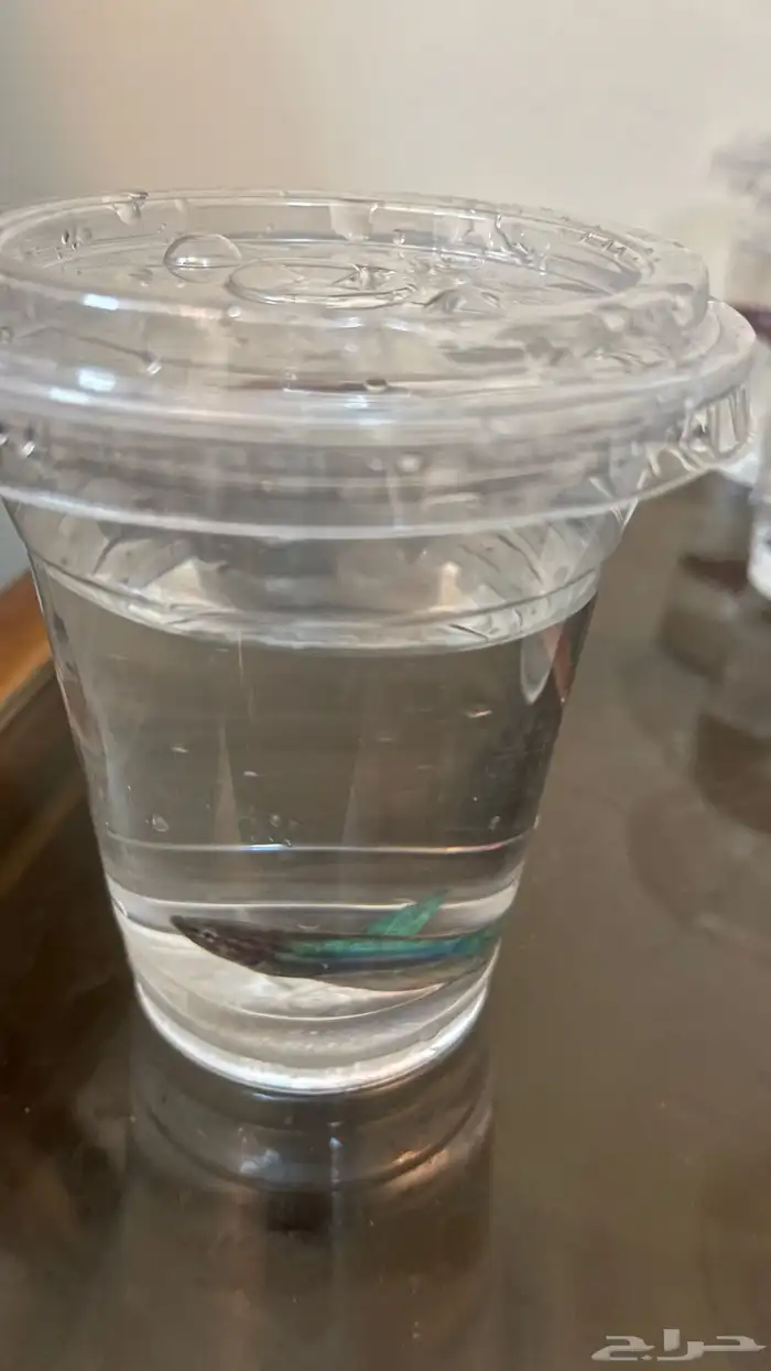 اسماك الفايتر 7