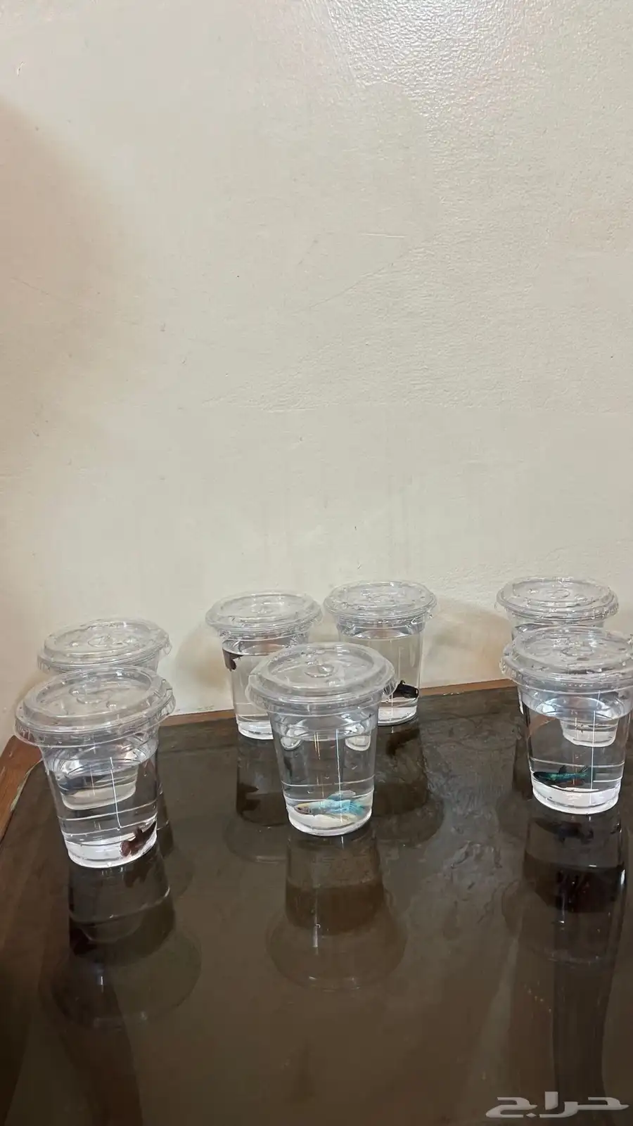 اسماك الفايتر 5