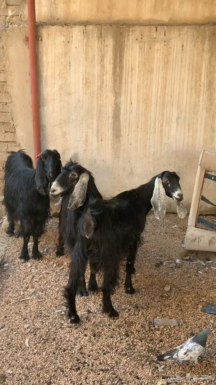 معزاء. تم البيع الله يبارك للمشتري 0