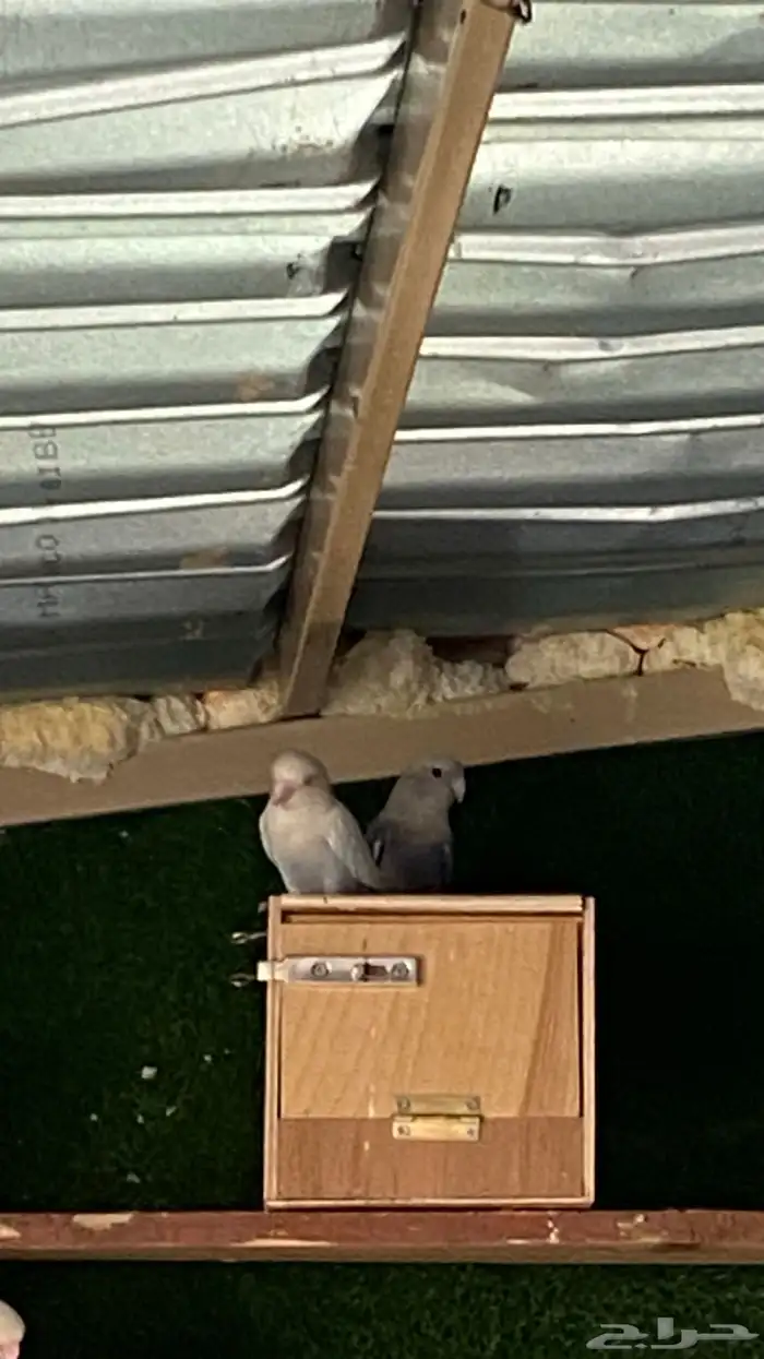 جوز روز منتج علئ الشرط 2