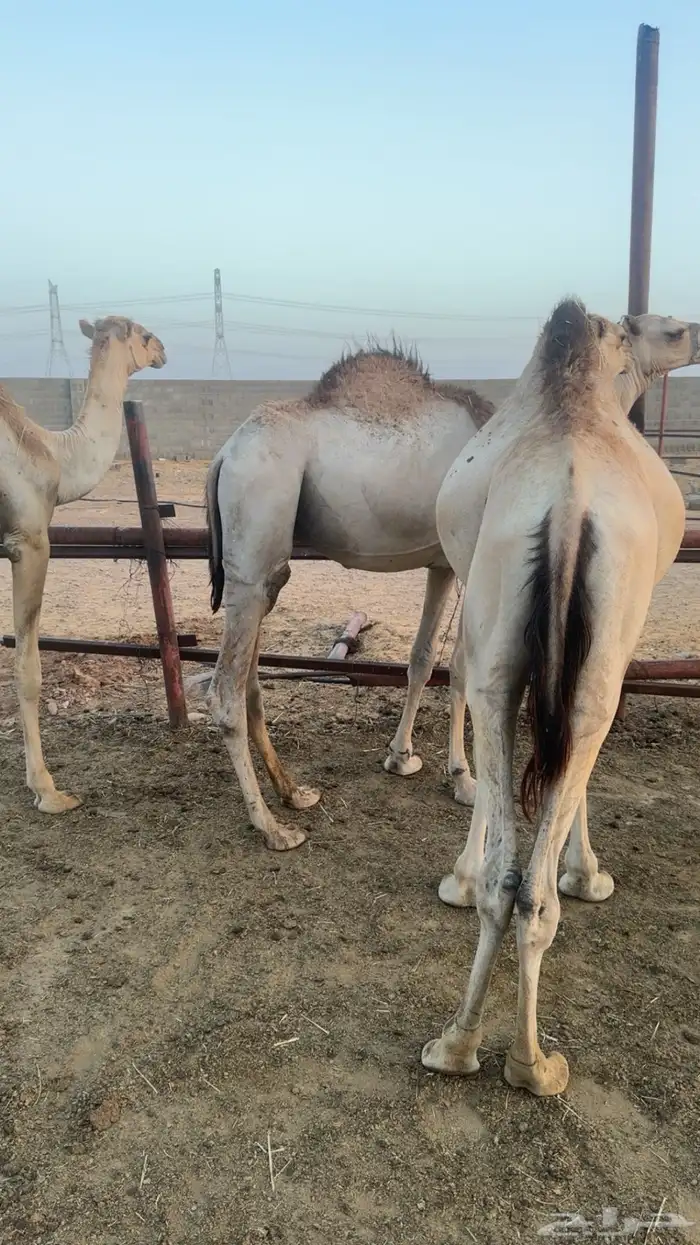 حواشي زواجات ومناسبات 3