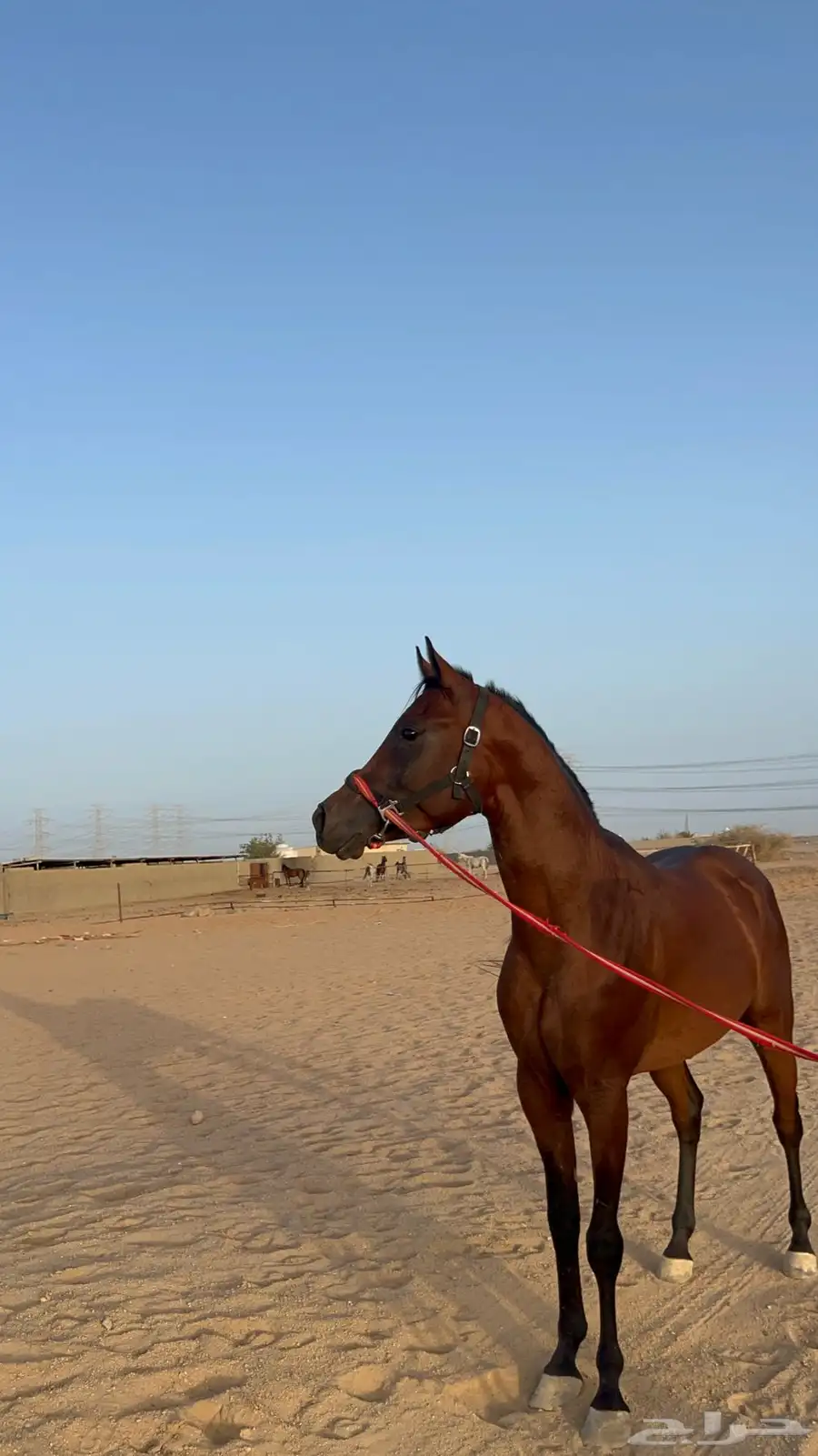 حصان واهو 2