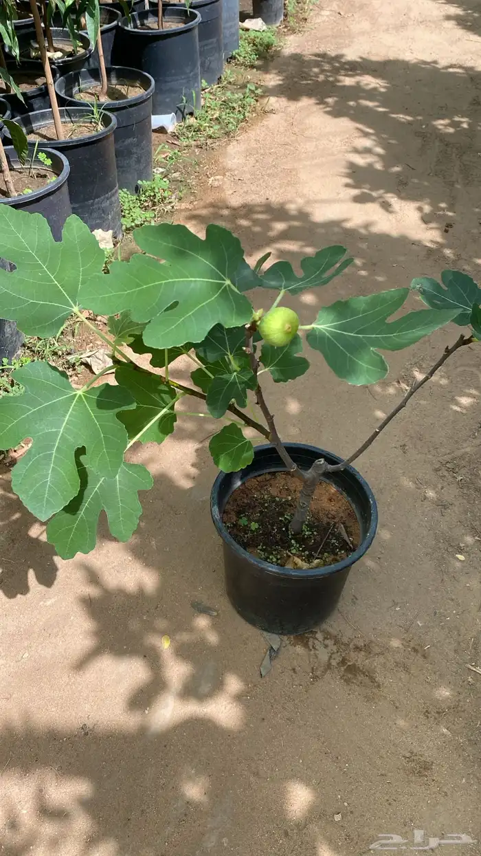 اشجار فواكه حمضيات مثمره 0