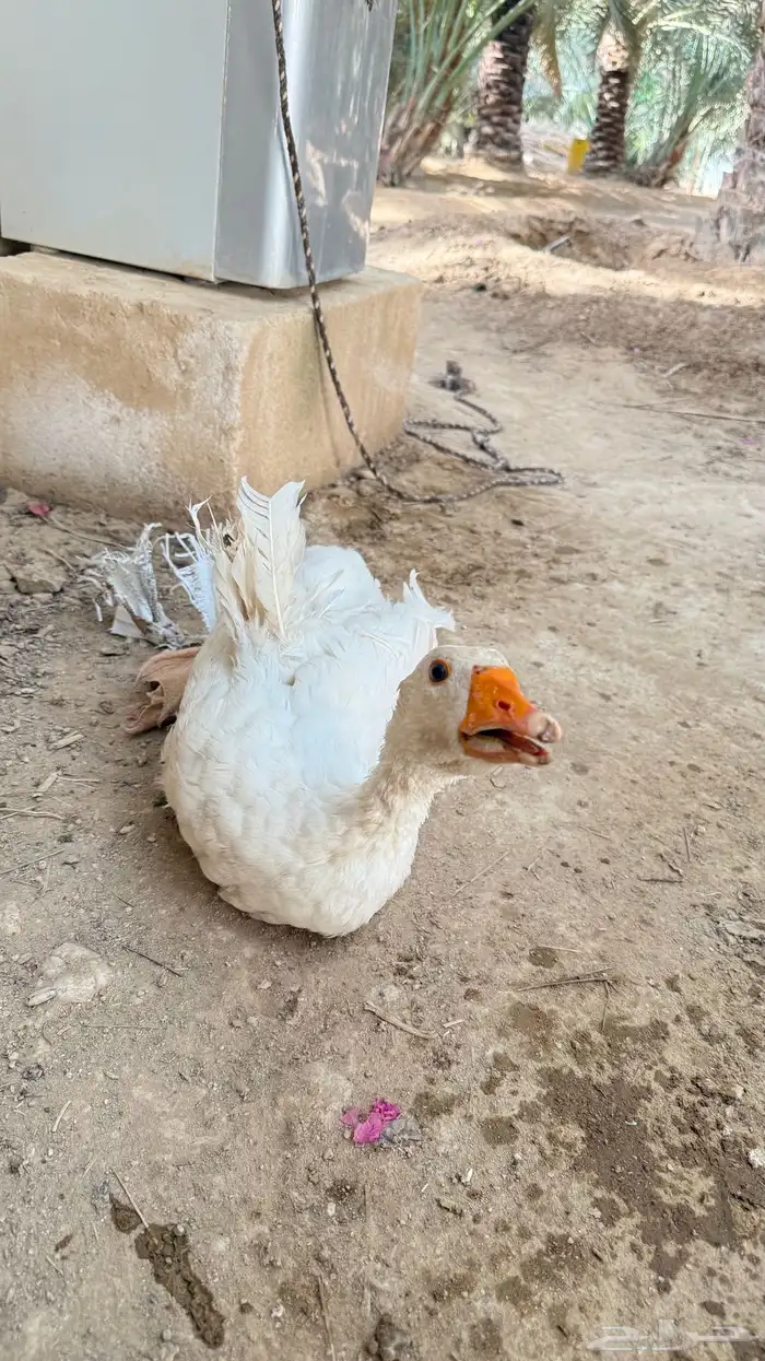 وزه بلديه وحده فقط السعر 50 الموقع نعجان 2
