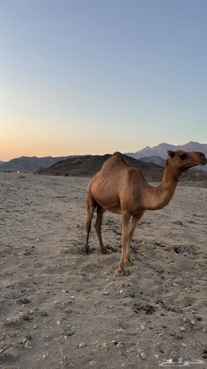 ابل ناقتين ناقه لقح ومعها قعودها وناقه خلفه معها حاشيها 1