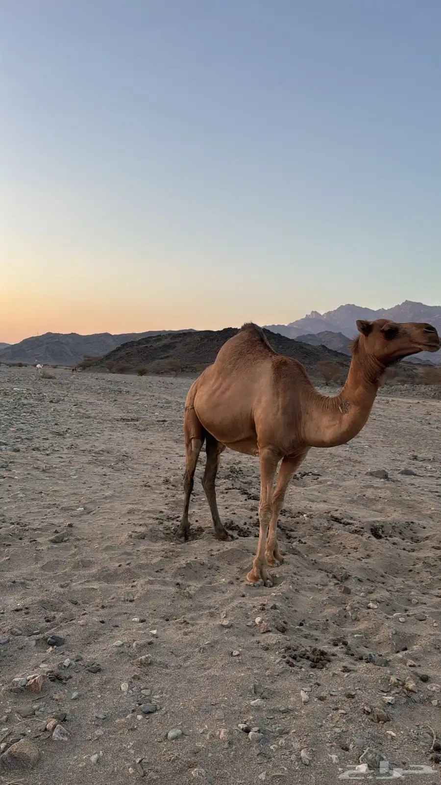 ابل ناقتين ناقه لقح ومعها قعودها وناقه خلفه معها حاشيها 1